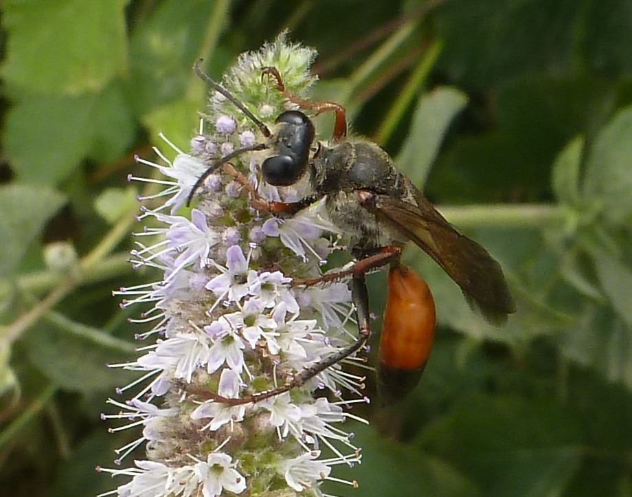 Sphex funerarius (Sphecidae), femmina